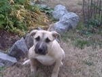 What Breed is My Dog?